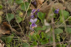 Veilchen Viola); Standort: Am Schwarzen Weg; Aufn. WH.j. 4/2021