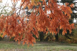 Urweltmammutbaum (Metasequoia glyptostroboides), auch Chinesisches Rotholz; Aufn. W.H.j. 11/2018