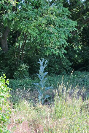 Esel-Distel IMG 3678 bildgröße ändern.JPG