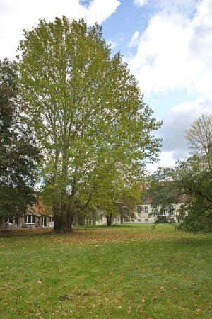 Gutspark 2019 10 28 Platane P92A7504.jpg