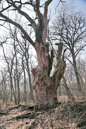 Weinberg-Luthereiche 8393 bildgröße ändern.JPG