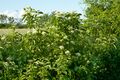 Weißer Hartriegel (Cornus alba); Aufn. W.H.j. 6/2021