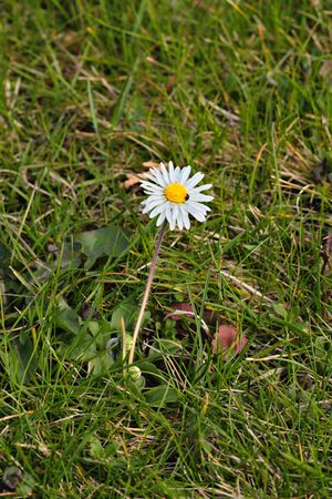 Gänseblümchen 8518.JPG