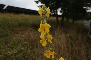 Windblumen-Königskerze 4212 bildgröße ändern.JPG
