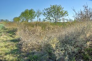 Wildschutzstreifen P92A0298.jpg