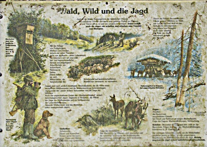 Datei:Wald-Wild-Jagd 9345 bildgröße ändern.jpg