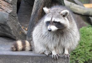 Waschbär Procyon lotor qtl2.jpg