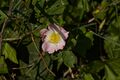 Hunds-Rose (Rosa canina), Heckenrose oder Heiderose; Aufn. W.H.j. 6/2021