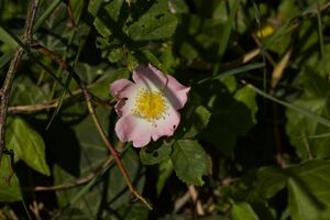 Hunds-Rose P92A4188 bildgröße ändern.jpg