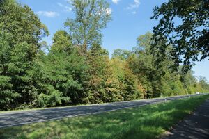 Krähenheide-Dürreschäden 7001 bildgröße ändern.JPG