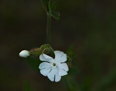 Blüte der Nachtnelke (Silene latifolia); Aufn. WH.j. 6/2021