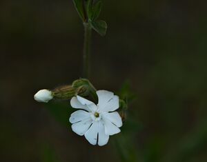 Nachtnelke P92A4509 bildgröße ändern.jpg