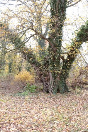 Gutspark IMG 4921 09 11 2018.JPG