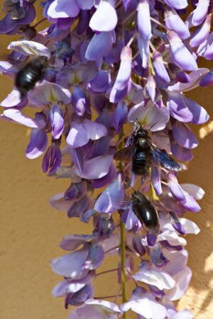 Blauregen &Holzbienen P92A3261.jpg