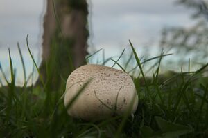 Bovist P92A6737 bildgröße ändern.jpg