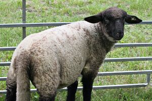 Schwarzköpfiges Fleischschaf IMG 3506.JPG