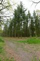 Gemeine Fichte (Picea abies) in der Krähenheide; Aufn. Aufn. W.H.j. 5/2021