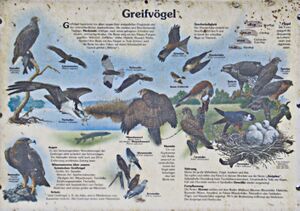 Greifvögel 9338 bildgröße ändern.jpg