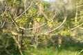 Eschen-Ahorn (Acer negundo), auch Eschenblättriger Ahorn mit männlichen Blüten; Aufn. W.H.j. 4/2021