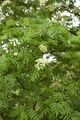 Vogelbeere oder Eberesche (Sorbus aucuparia); Aufn. W.H.j. 8/2017
