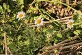 Geruchlose Kamille (Tripleurospermum inodorum); Aufn. WH.j. 8/2019