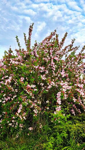 Liebliche Weigelie 1747727768346 bildgröße ändern.jpg