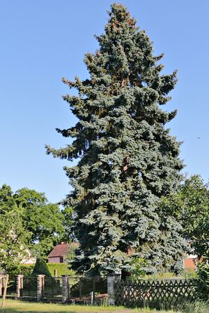Blaufichte IMG 3746 bildgröße ändern.JPG