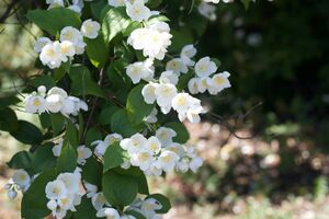 Pfeifenstauch P92A1152 bildgröße ändern.jpg