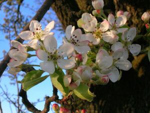 Wildbirne Blüte klein (1).JPG