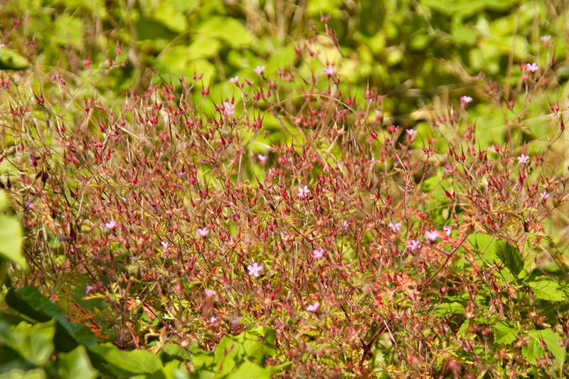 Datei:Ruprechtskraut (Geranium robertianum) 6,2017 2128 .jpg