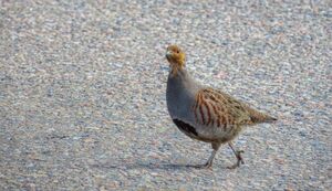 Rapphöna Grey Partridge 20356944831.jpg