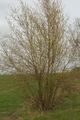 Salweide (Salix caprea); Aufn. W.H.j. 4/2021