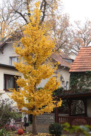 Ginkgo 0077 resize.jpg