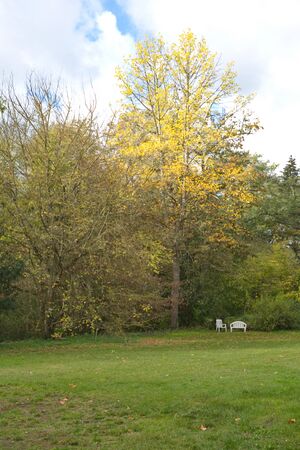 Gutspark Tulpenbaum) P92A7500.jpg