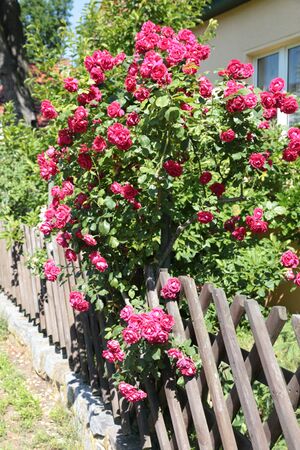 Rosen IMG 3707 bildgröße ändern.JPG