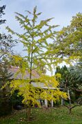 Ginkgo biloba - der "Baum des Jahrtausends"; Aufn.W.H.j. 11/23