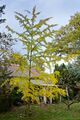 Ginkgo biloba - der "Baum des Jahrtausends"; Aufn.W.H.j. 11/23