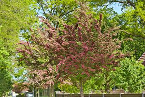 Rotdorn P92A3425 bildgröße ändern.jpg