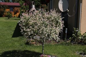 Harlekinweide IMG 3726.JPG