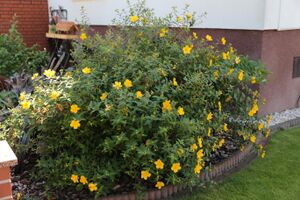 Johanniskraut IMG 3711 bildgröße ändern.JPG