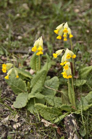 Schlüsselblume 0408 bildgröße ändern.JPG
