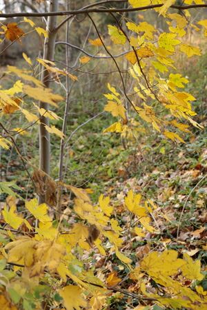 Gutspark IMG 4917 09 11 2018.JPG