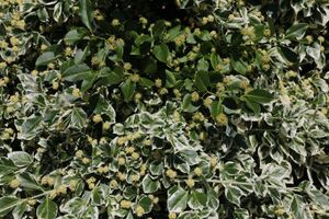 Kletter-Spindelstrauch IMG 3691 bildgröße ändern.JPG