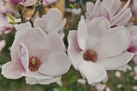 Magnolie hellrosa (Magnolia); Aufn. W.H.j. 4/2017