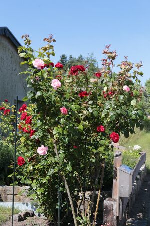 Rose IMG 3698 bildgröße ändern.JPG