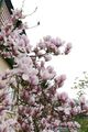 Magnolie hellrosa (Magnolia); Aufn. W.H.j. 4/2017