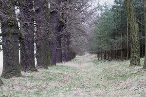 Am Fuchsberg 2011 6162a.jpg