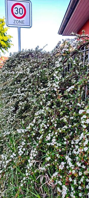 Zwergmispel 1747727768258 bildgröße ändern.jpg