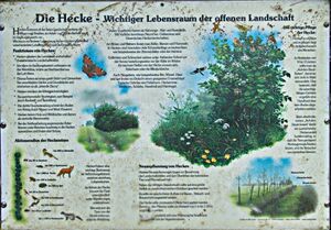 Hecke 9336 bildgröße ändern.jpg