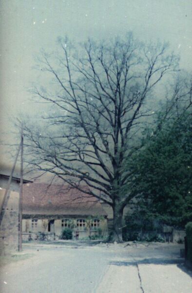 Datei:Alte ehemalige Dorfschule mit Friedenseiche.jpg